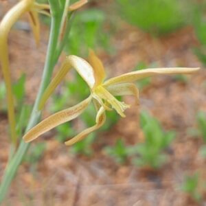 Lapeirousia littoralis subsp. caudata (Lapeirousia lacinulata) - 5 Seed Pack