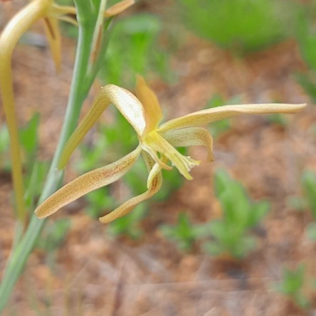 Lapeirousia littoralis subsp. caudata (Lapeirousia lacinulata) - 5 Seed Pack