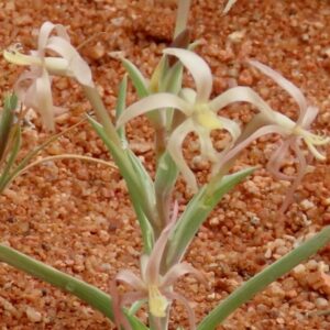 Lapeirousia littoralis subsp. littoralis (Lapeirousia burchellii) - Spider Kabong - 5 Seed Pack