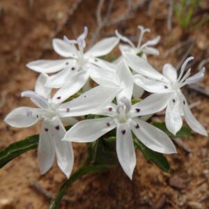 Lapeirousia plicata ssp. effurcata - Fork Kabong - 5 Seed Pack