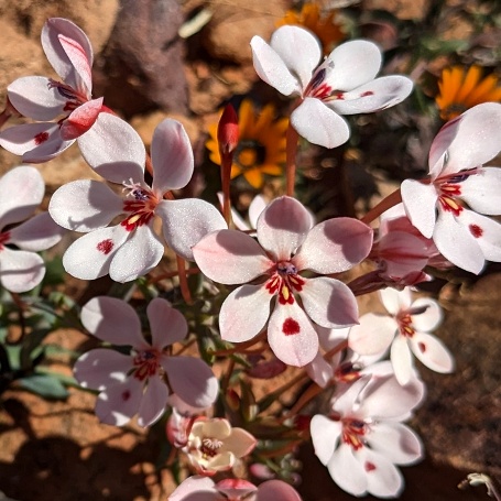 Lapeirousia verecunda - 5 Seed Pack