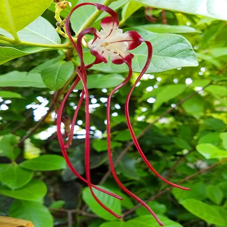 Strophanthus caudatus (Strophanthus dichotomus) - Tandok-tandok - 5 Seed Pack - Image 2