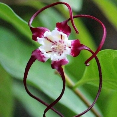 Strophanthus caudatus (Strophanthus dichotomus) - Tandok-tandok - 5 Seed Pack - Image 3