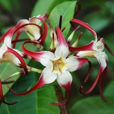 Strophanthus caudatus (Strophanthus dichotomus) - Tandok-tandok - 5 Seed Pack