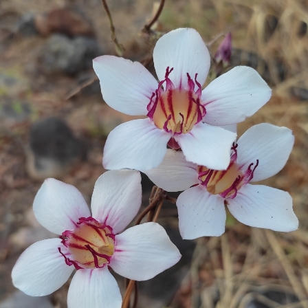 Strophanthus welwitschii - 5 Seed Pack - Image 2