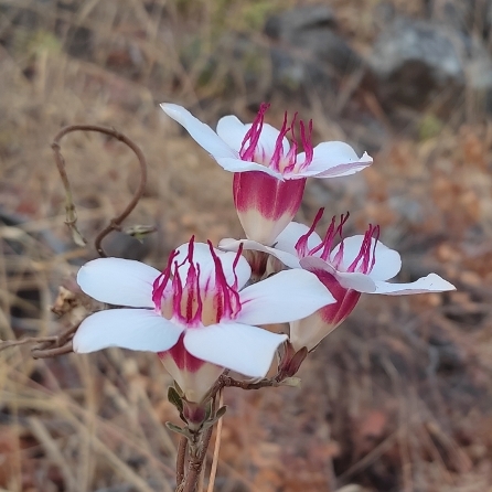 Strophanthus welwitschii - 5 Seed Pack - Image 3