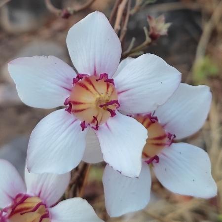 Strophanthus welwitschii - 5 Seed Pack