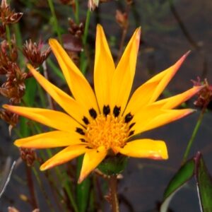 Arctotheca forbesiana (Gazania forbesiana) - 5 Seed Pack
