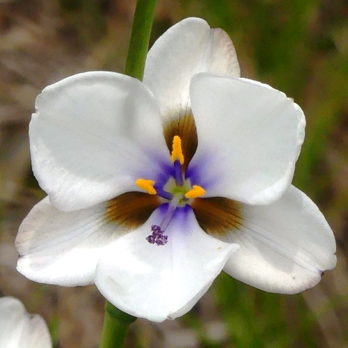 Aristea cistiflora - Langeberg Capeblue - 5 Seed Pack - Image 2