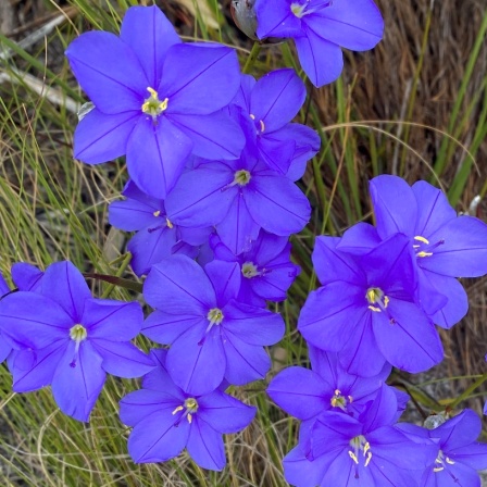 Aristea oligocephala - 5 Seed Pack