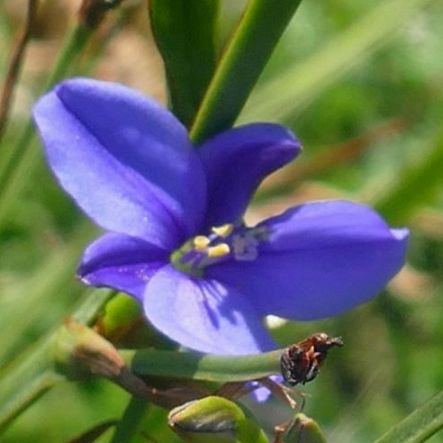 Aristea platycaulis - 5 Seed Pack