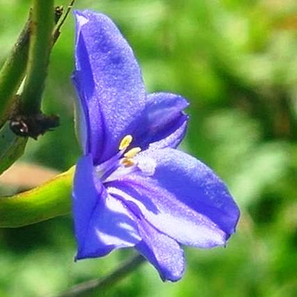 Aristea platycaulis - 5 Seed Pack - Image 2