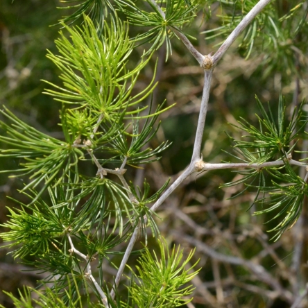 Asparagus retrofractus (Protasparagus retrofractus) - Zigzag Asparagus, Ming Fern Bush - 5 Seed Pack