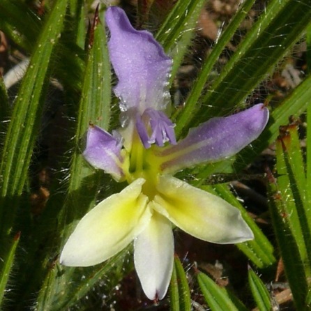 Babiana auriculata - Pakhuis Bobbejaantjie - 5 Seed Pack