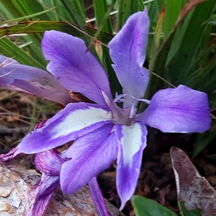 Babiana bainesii (Babiana bakeri) - Tropical Bobbejaantjie - 5 Seed Pack - Image 2