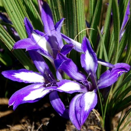 Babiana bainesii (Babiana bakeri) - Tropical Bobbejaantjie - 5 Seed Pack