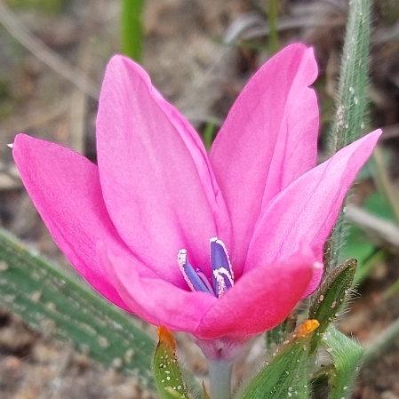 Babiana blanda - Pink Bobejaantjie - 5 Seed Pack - Image 2