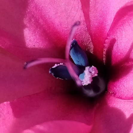 Babiana blanda - Pink Bobejaantjie - 5 Seed Pack - Image 3