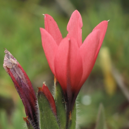 Babiana blanda - Pink Bobejaantjie - 5 Seed Pack - Image 4