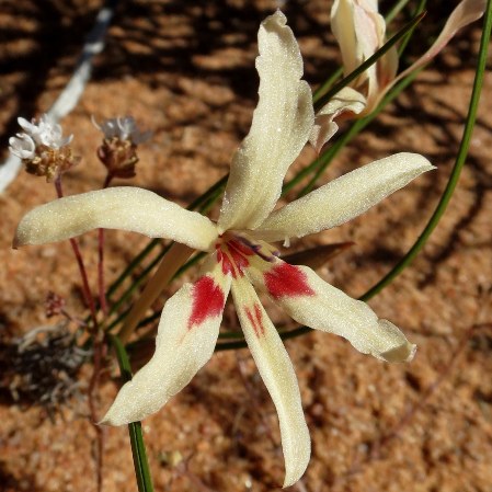 Babiana brachystachys - Needleleaf Bobbejaantjie - 5 Seed Pack