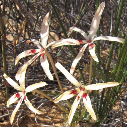 Babiana brachystachys - Needleleaf Bobbejaantjie - 5 Seed Pack - Image 2