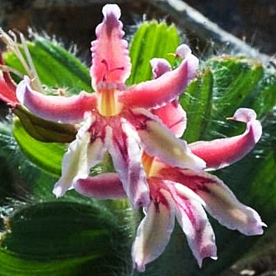 Babiana lanata - Silky Bobbejaantjie - 5 Seed Pack