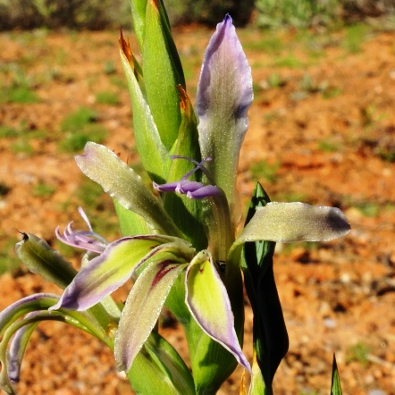 Babiana planifolia (Babiana striata var. planifolia) - Flatleaf Bobbejaantjie - 5 Seed Pack