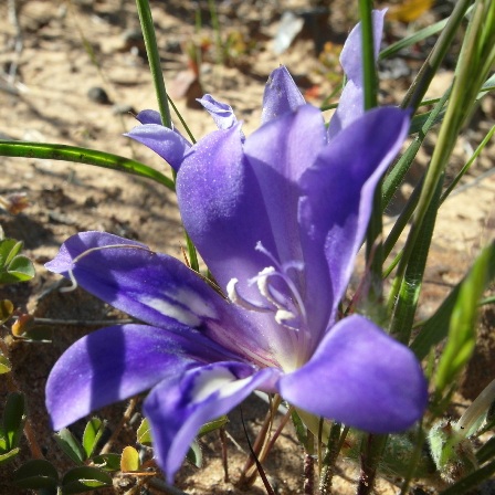 Babiana praemorsa - Hantam Chompleaf Bobbejaantjie - 5 Seed Pack