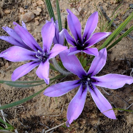 Babiana radiata - Monsruber Bobbejaantjie - 5 Seed Pack - Image 2