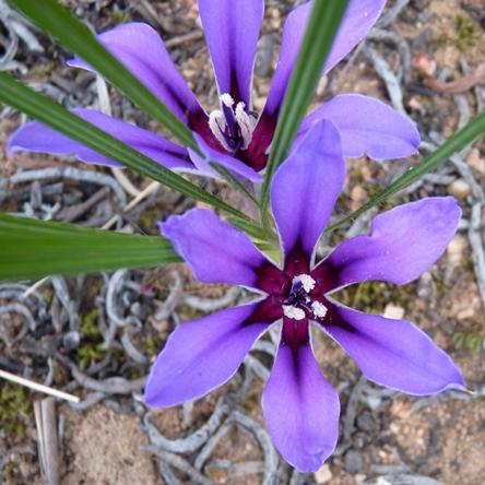 Babiana radiata - Monsruber Bobbejaantjie - 5 Seed Pack - Image 3