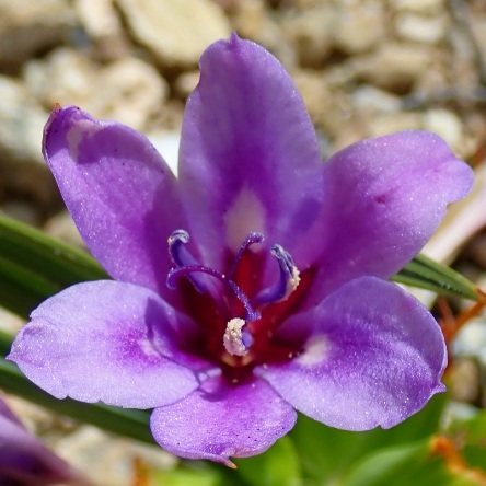 Babiana radiata - Monsruber Bobbejaantjie - 5 Seed Pack - Image 4