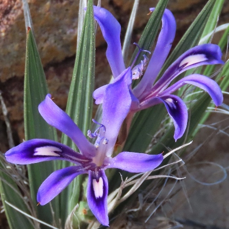 Babiana rigidifolia (Babiana sambucina var. unguiculata) - Bokkeveld Spikeleaf Bobbejaantjie - 5 Seed Pack