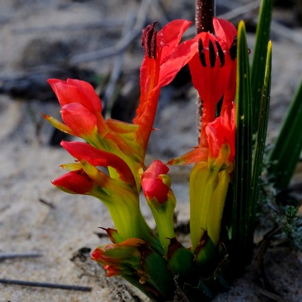 Babiana ringens subsp. australis - Fine Rat-tail Bobbejaantjie - 5 Seed Pack
