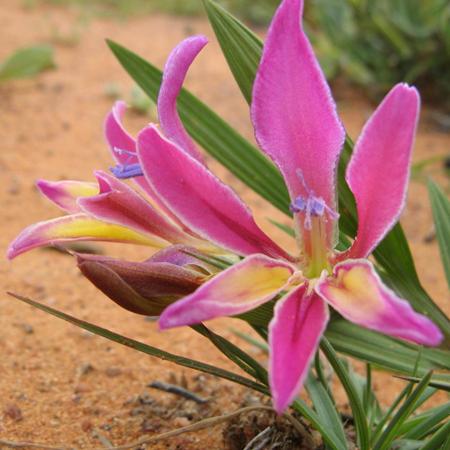 Babiana rubella - Hairypalm Bobbejaantjie - 5 Seed Pack