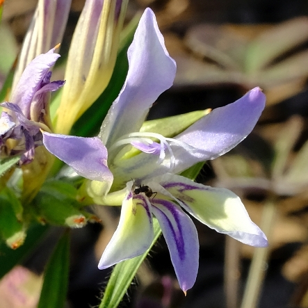 Babiana salteri - Dwarf Bobbejaantjie - 5 Seed Pack