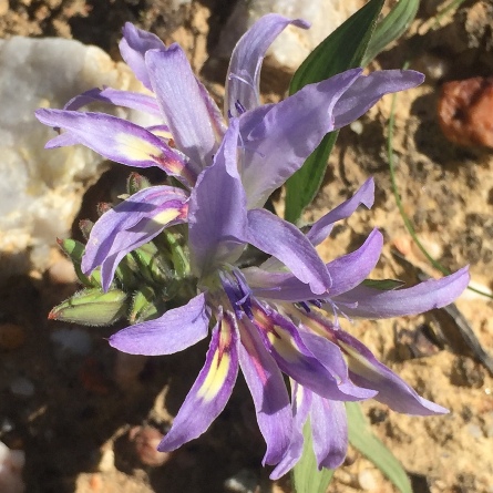 Babiana salteri - Dwarf Bobbejaantjie - 5 Seed Pack - Image 2