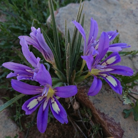 Babiana sambucina subsp. longibracteata - Sand Sweet Bobbejaantjie - 5 Seed Pack - Image 2