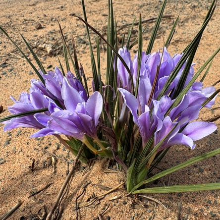 Babiana sambucina subsp. longibracteata - Sand Sweet Bobbejaantjie - 5 Seed Pack - Image 5