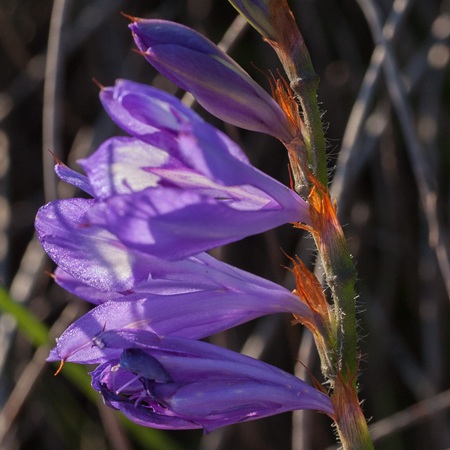 Babiana secunda - Comb Bobbejaantjie - 5 Seed Pack - Image 3