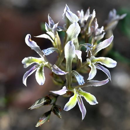 Babiana striata - Striated Bobbejaantjie - 5 Seed Pack