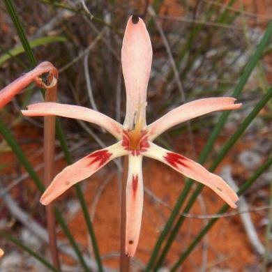 Babiana teretifolia - Twistypetal Needleleaf Bobbejaantjie - 5 Seed Pack