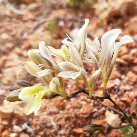Babiana tritonioides - Kommagas Branching Bobbejaantjie - 5 Seed Pack