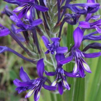 Babiana tubaeformis (Babiana longiflora) - Purpletube Bobbejaantjie - 5 Seed Pack