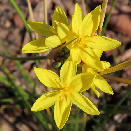 Bobartia fasciculata - Bundle Rushiris - 5 Seed Pack
