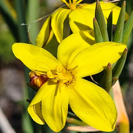 Bobartia gladiata ssp. major - Good Hope Sword Rushiris - 5 Seed Pack