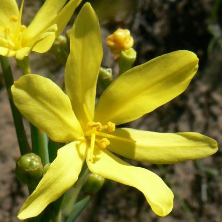 Bobartia gracilis - Thicket Rushiris - 5 Seed Pack