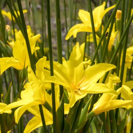 Bobartia longicyma ssp. magna - Big Broom Rushiris - 5 Seed Pack