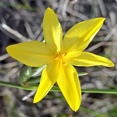 Bobartia longicyma ssp. microflora - Potberg Broom Rushiris - 5 Seed Pack