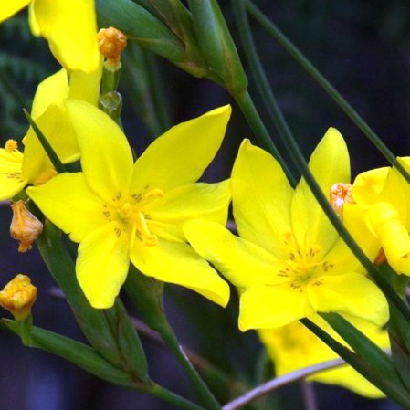 Bobartia macrocarpa - Grassveld Rushiris - 5 Seed Pack
