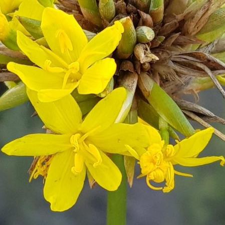 Bobartia orientalis subsp. orientalis - Common Eastern Rushiris; Geelblombiesie - 5 Seed Pack